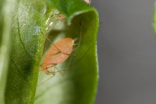 Illustration for article titled Emory Aphids